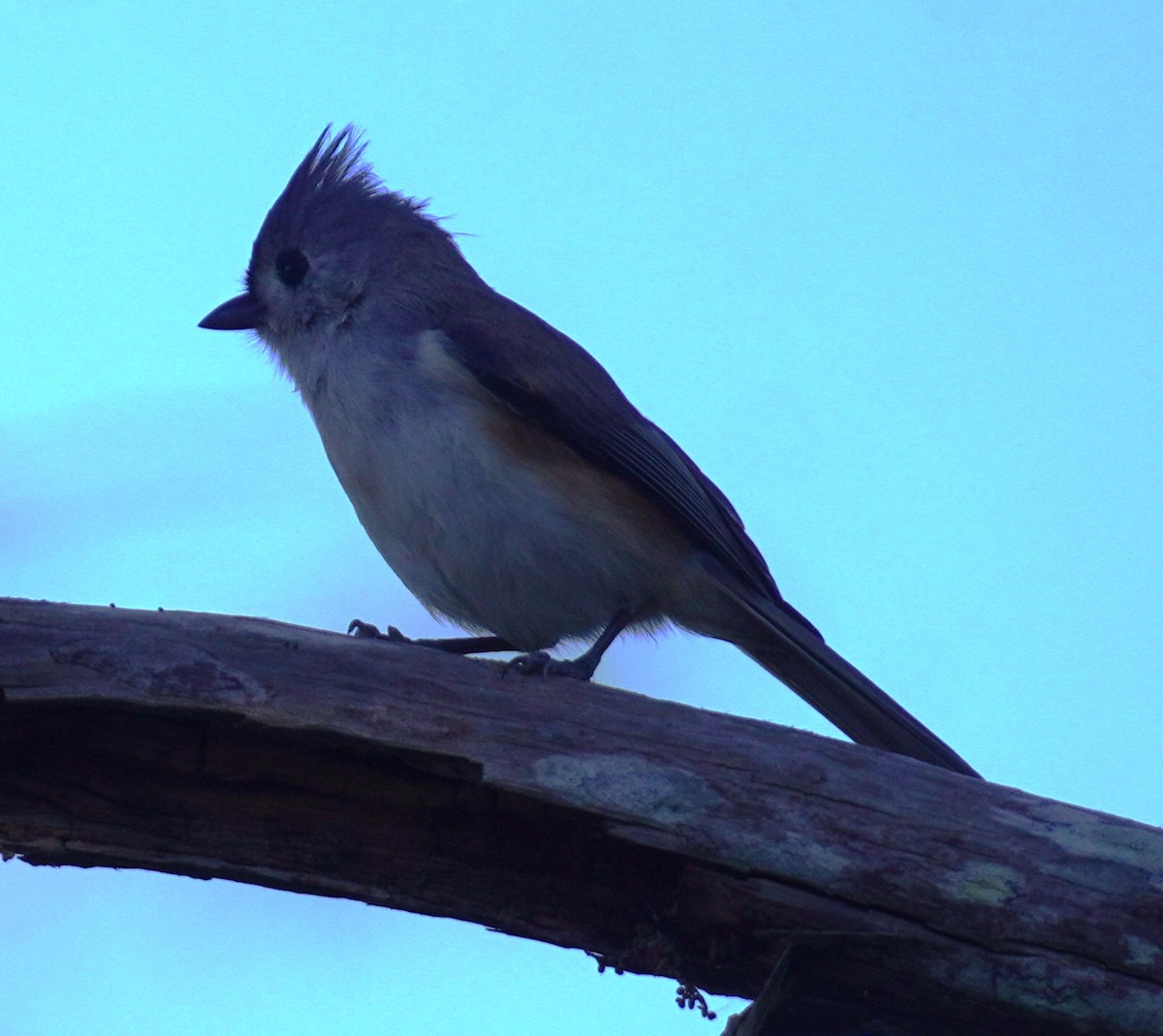 sýkora rezavoboká - ML646056487