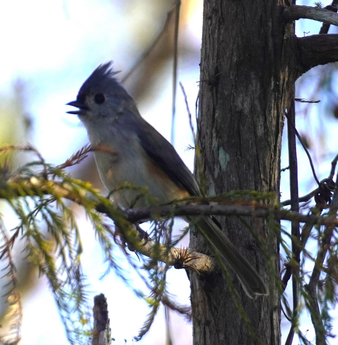 sýkora rezavoboká - ML646056488