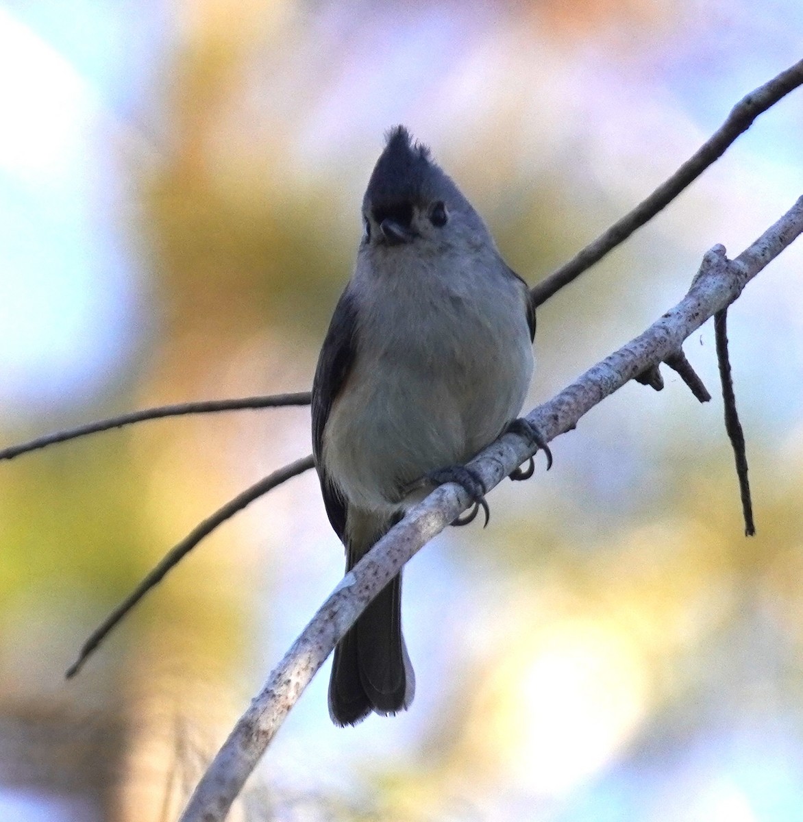 sýkora rezavoboká - ML646056489