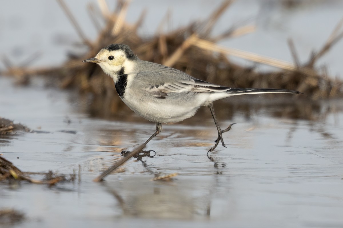 Белая трясогузка - ML646056492