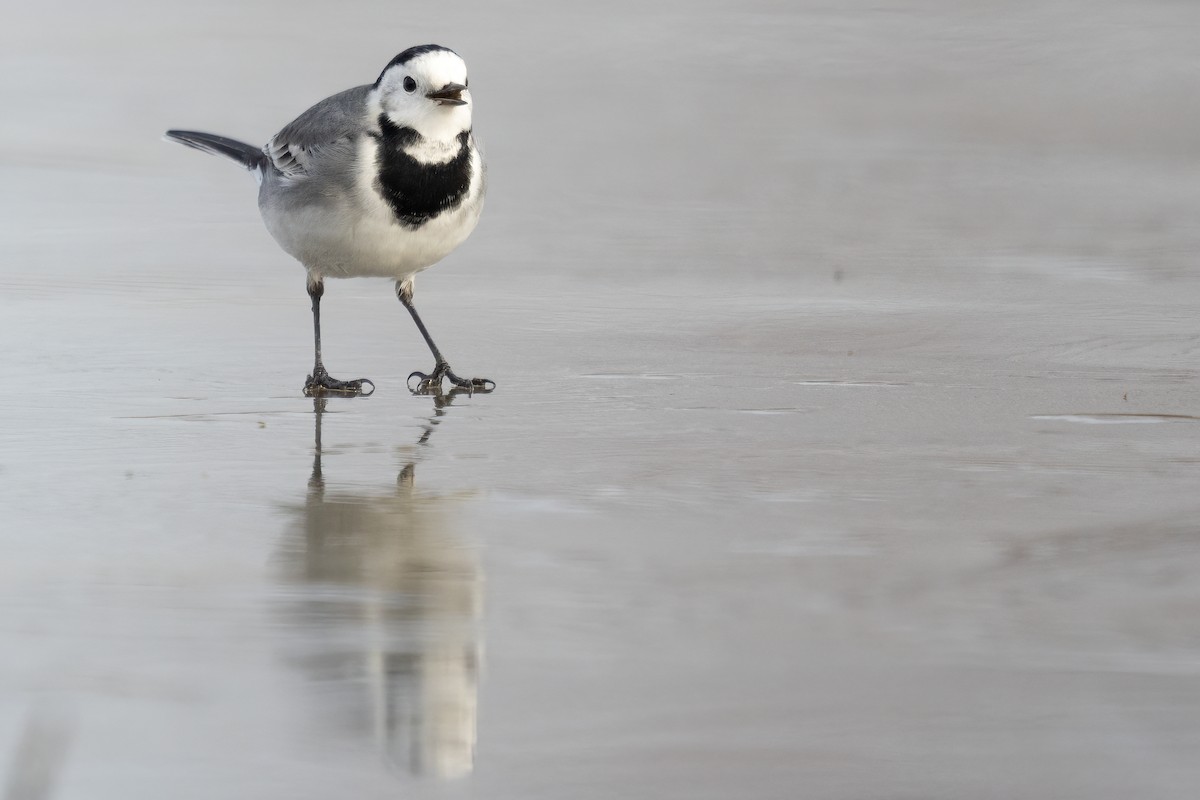 Белая трясогузка - ML646056493