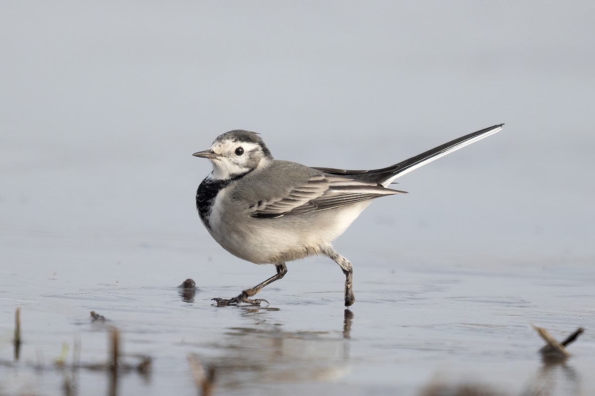 Белая трясогузка - ML646056494