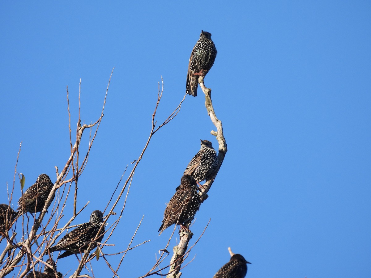 Шпак звичайний - ML646056497