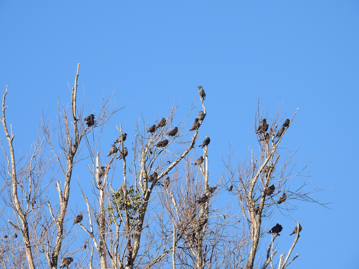 Шпак звичайний - ML646056498