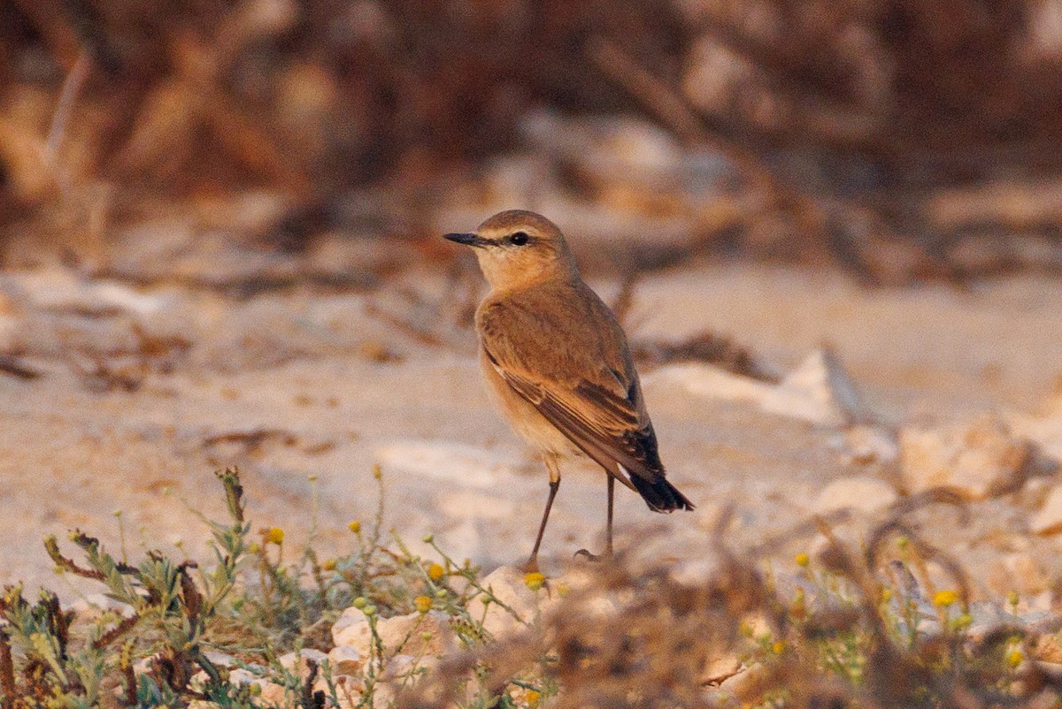 Isabelline Wheatear - ML646056499