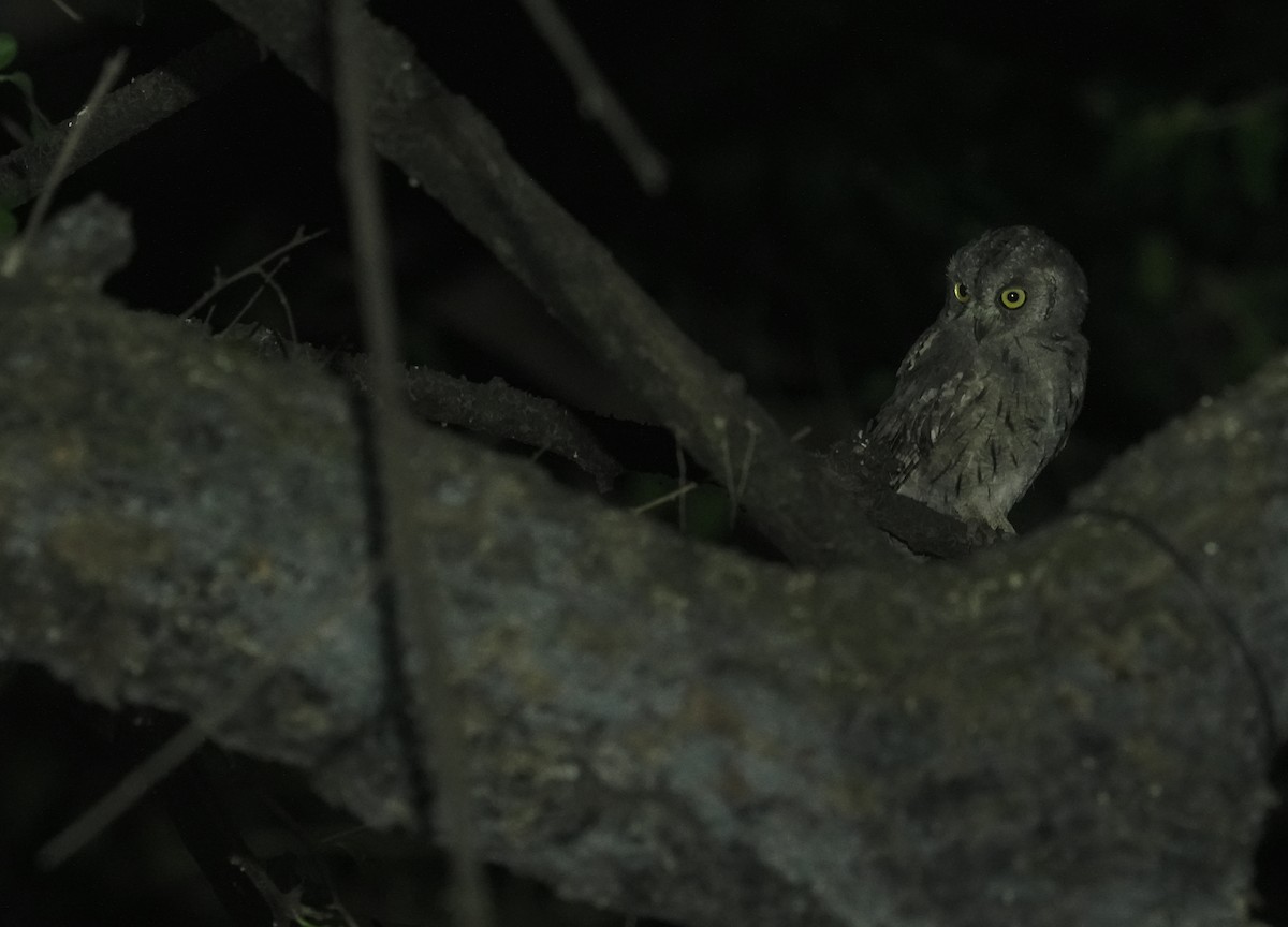 Arabian Scops-Owl - ML646056500
