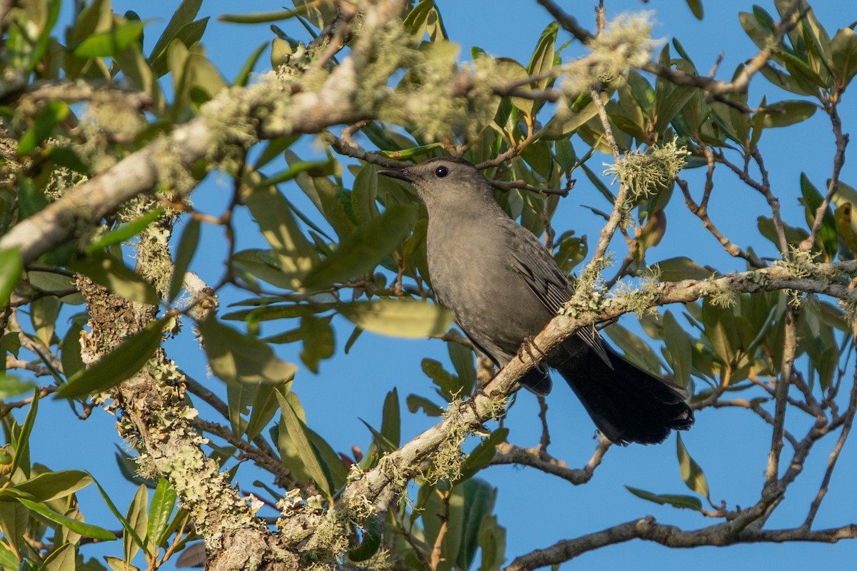 Gray Catbird - ML646056501