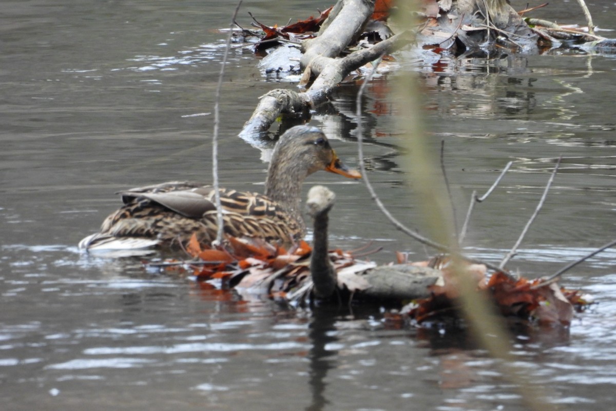 Mallard - ML646056506