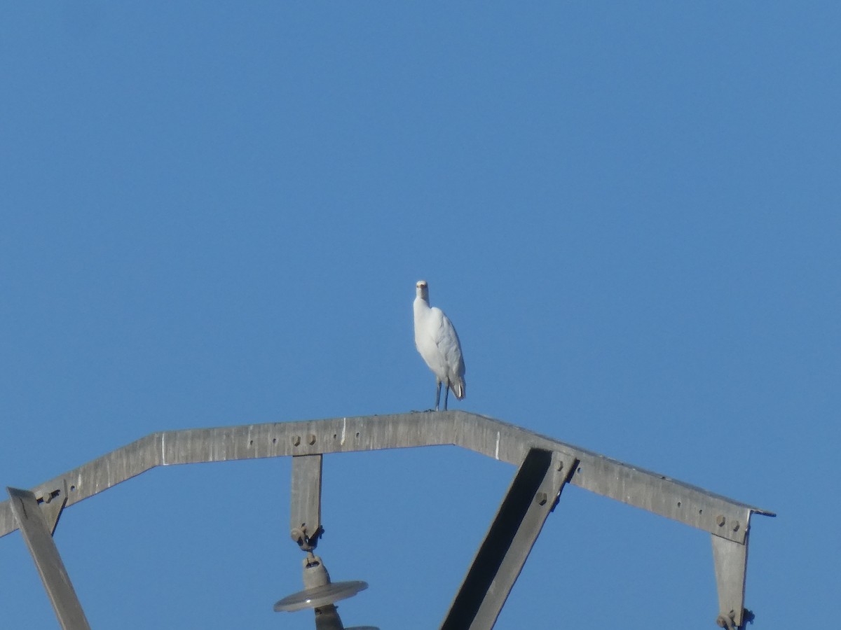 Western Cattle-Egret - ML646056508
