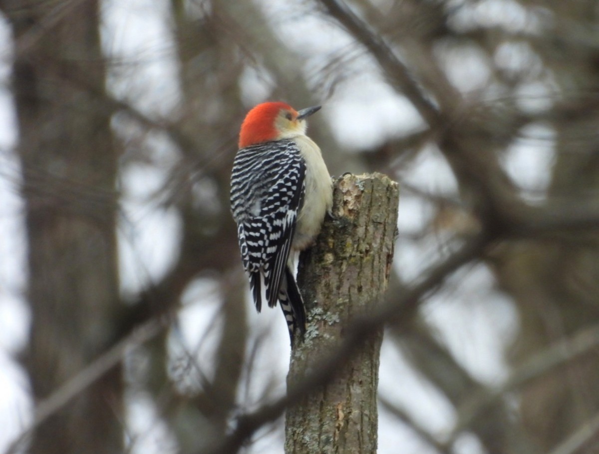 Red-bellied Woodpecker - ML646056515