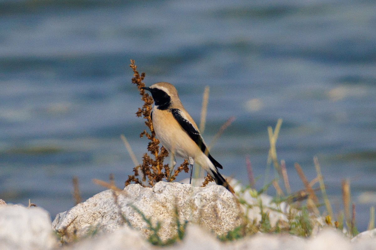 Desert Wheatear - ML646056520