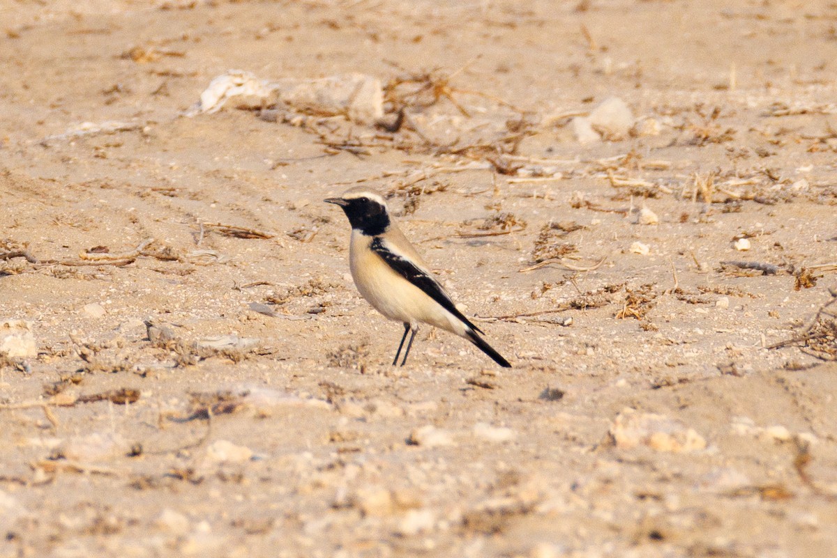 Desert Wheatear - ML646056521