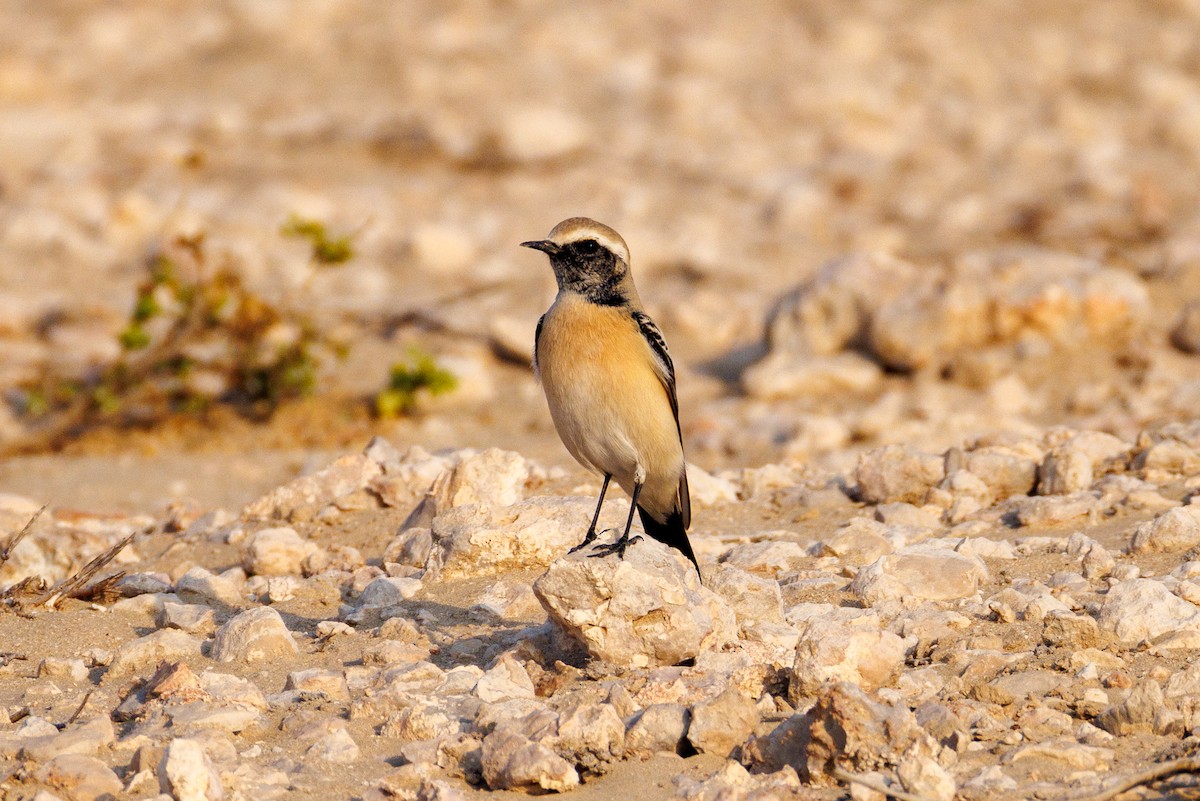 Desert Wheatear - ML646056522