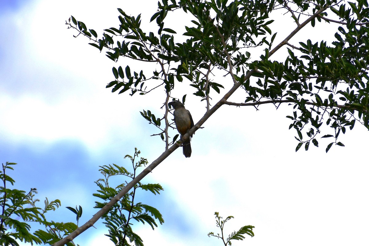 Bluish-gray Saltator - ML646056525