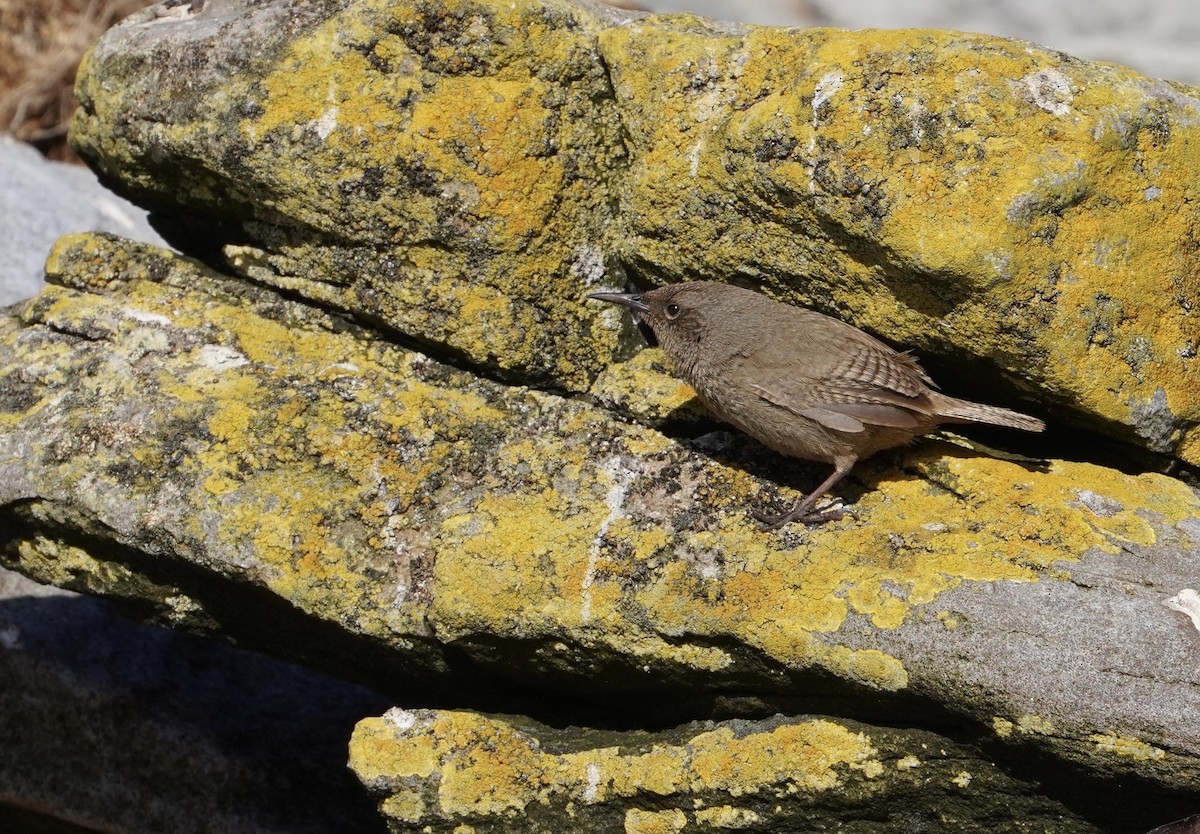 Falklandzaunkönig - ML646056529