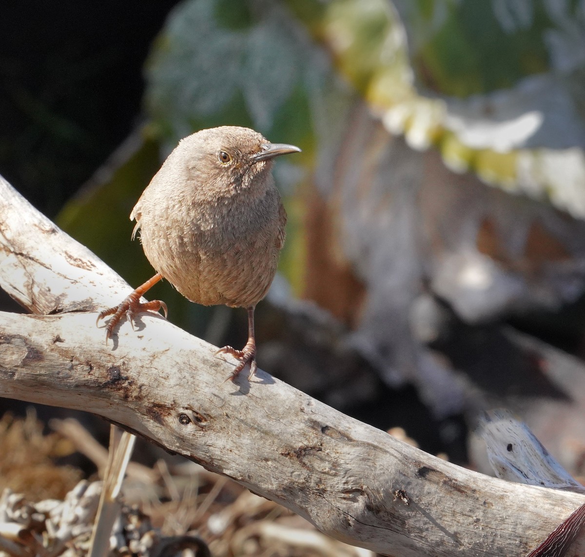 Falklandzaunkönig - ML646056530