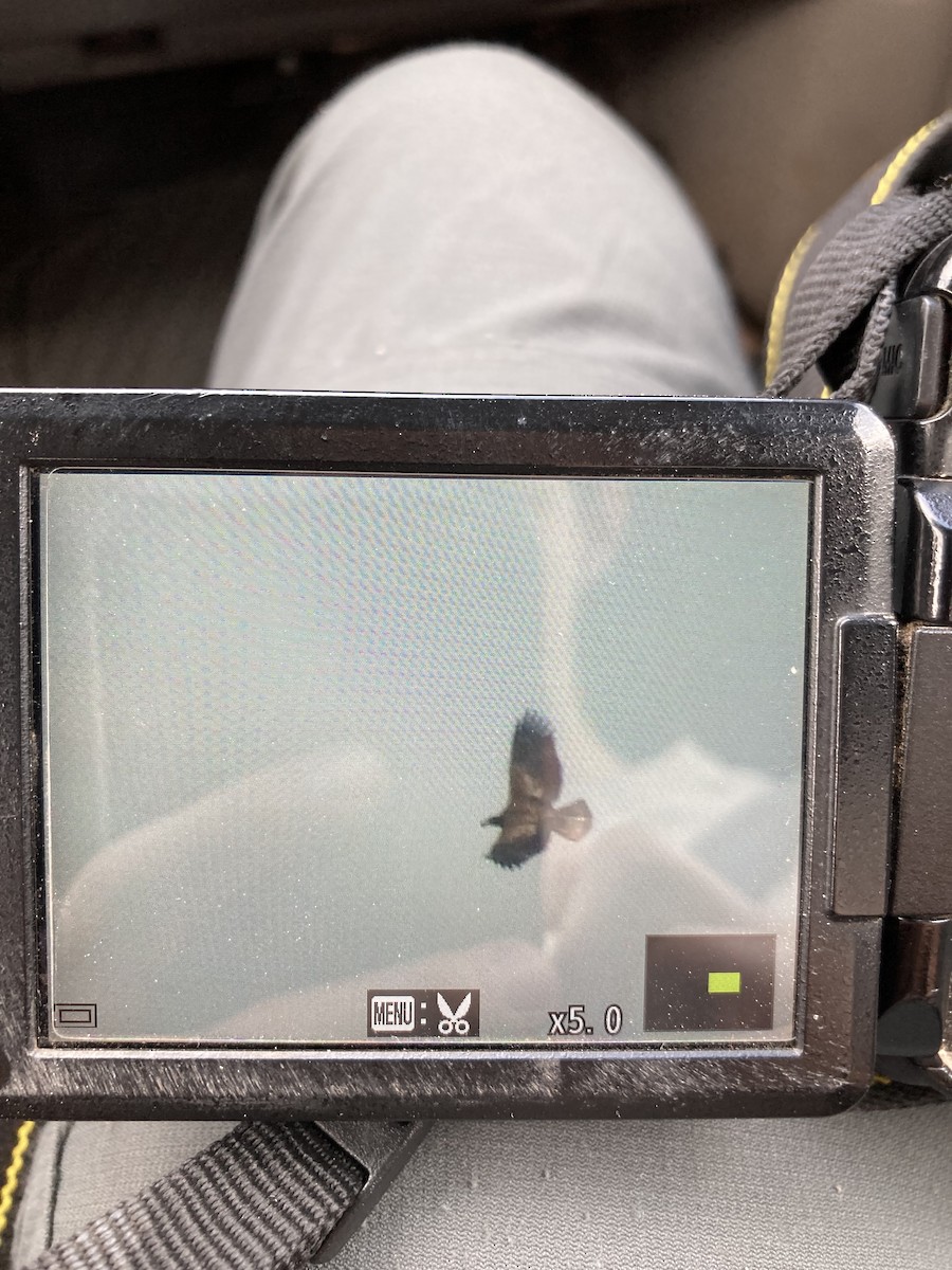 Орлан білоголовий - ML646056531