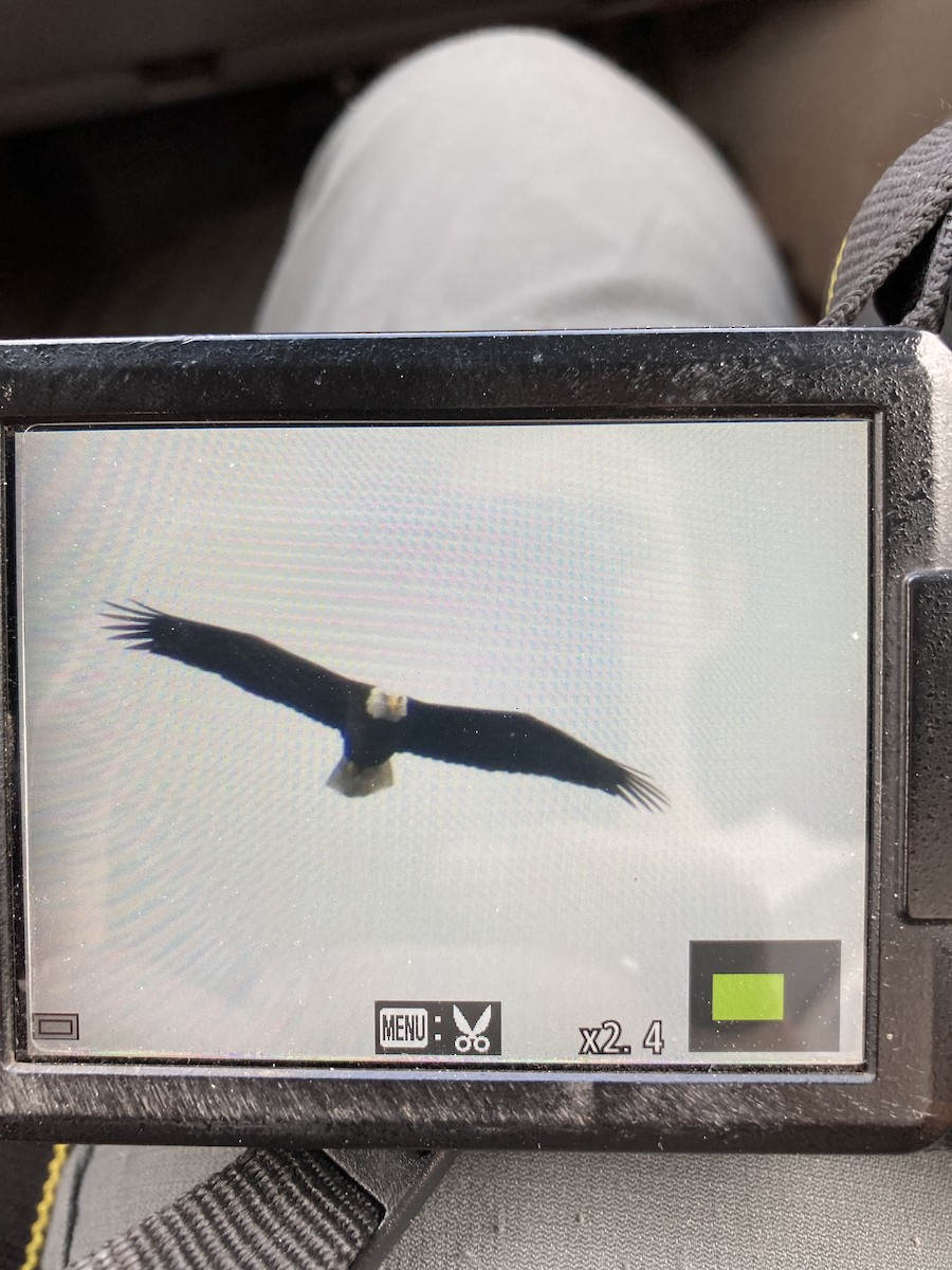 Орлан білоголовий - ML646056532