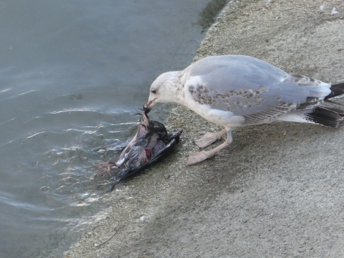 Yellow-legged Gull - ML646056538