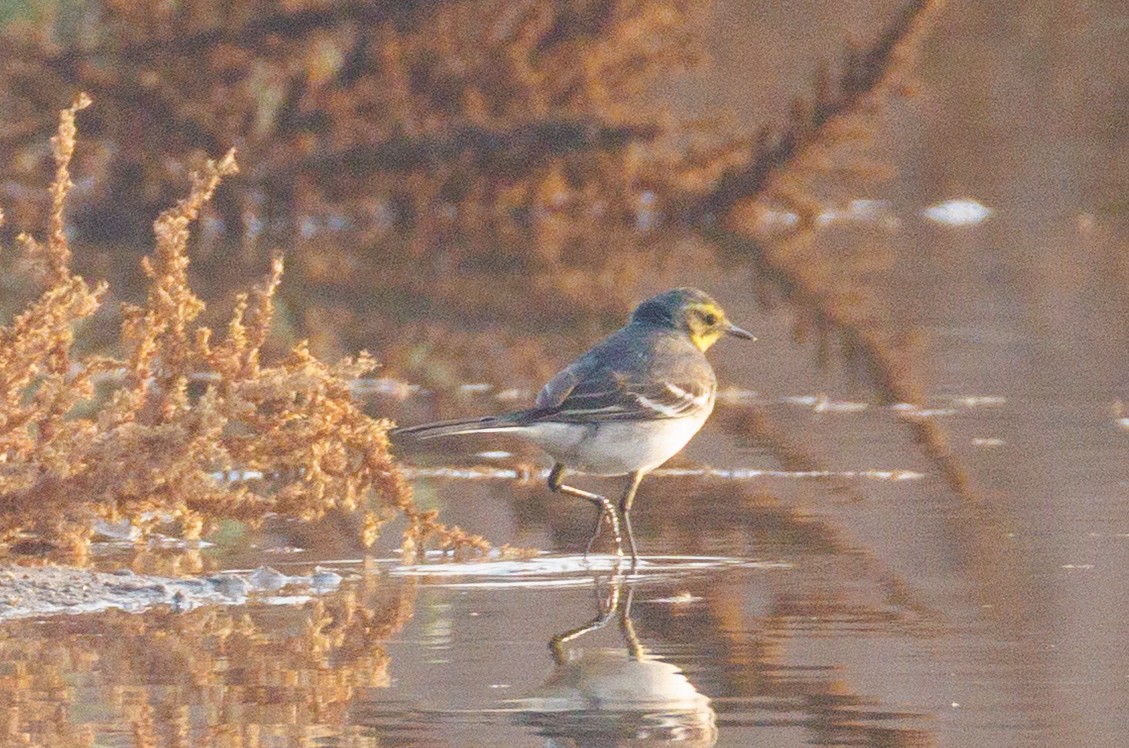 Citrine Wagtail - ML646056546