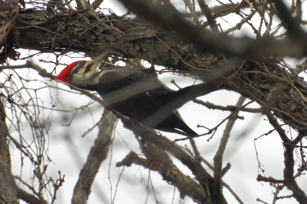Pileated Woodpecker - ML646056550