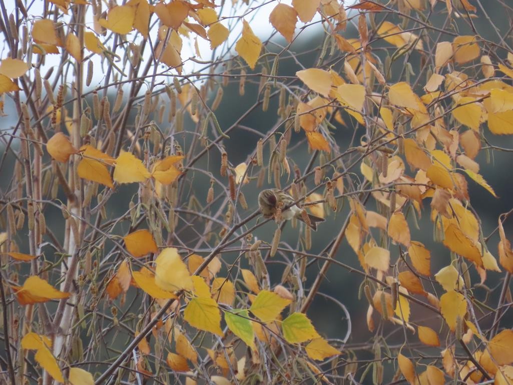 Sizerin flammé (cabaret) - ML646056553