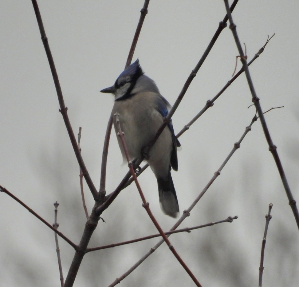 Blue Jay - ML646056556