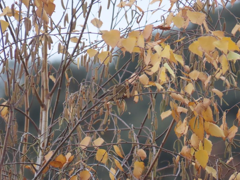 Sizerin flammé (cabaret) - ML646056557