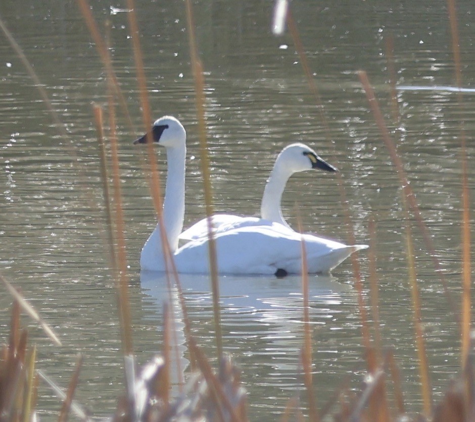 Tundra Swan - ML646056559