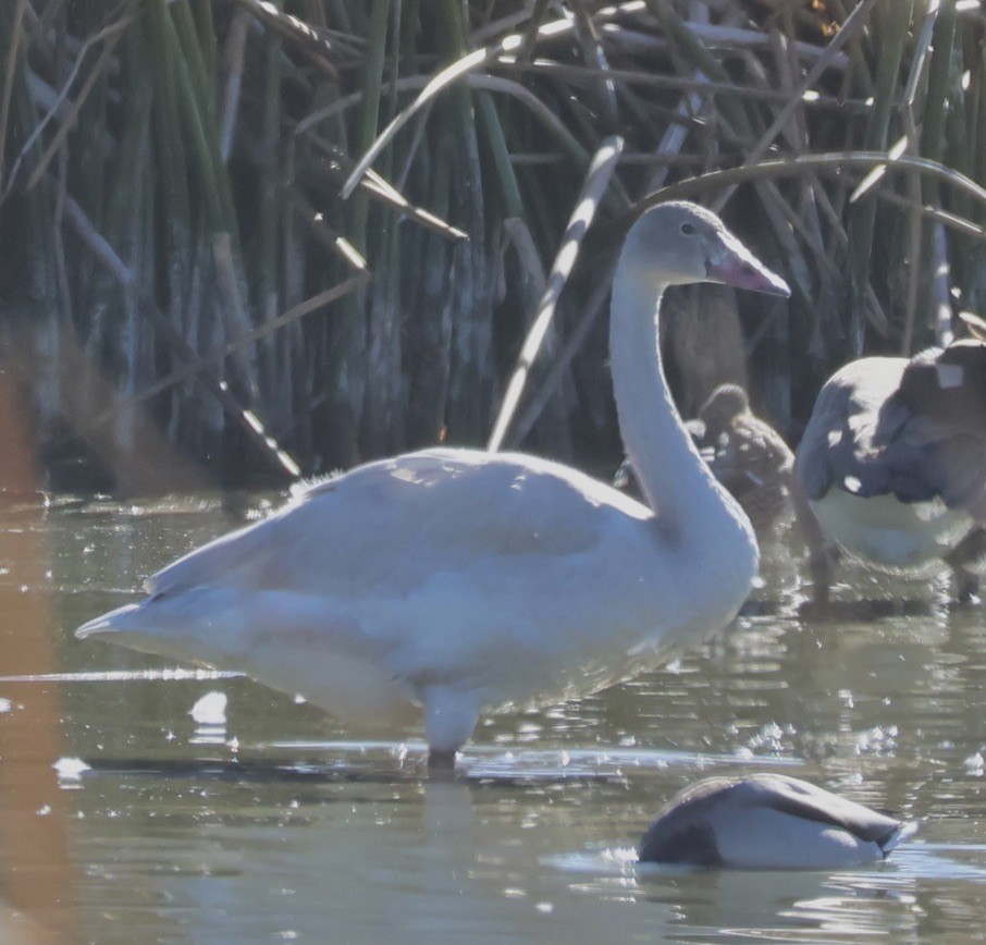 Tundra Swan - ML646056567