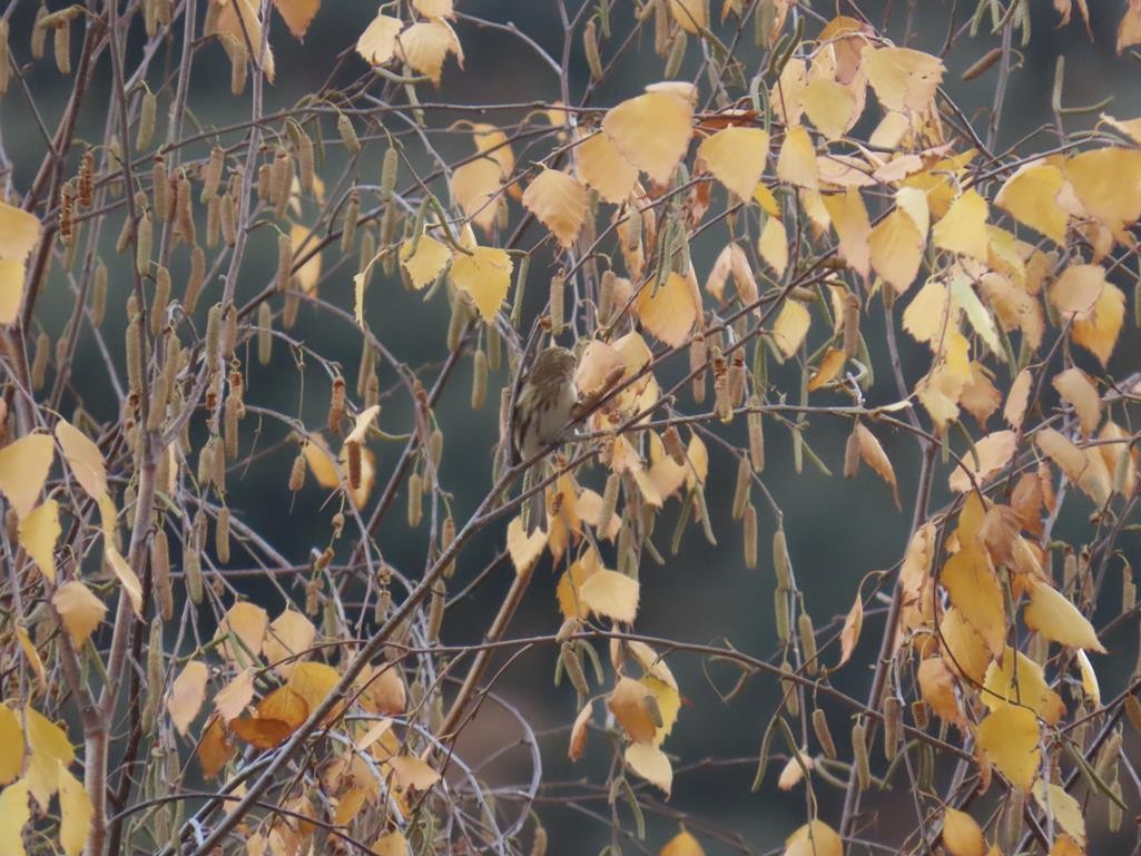 Sizerin flammé (cabaret) - ML646056568