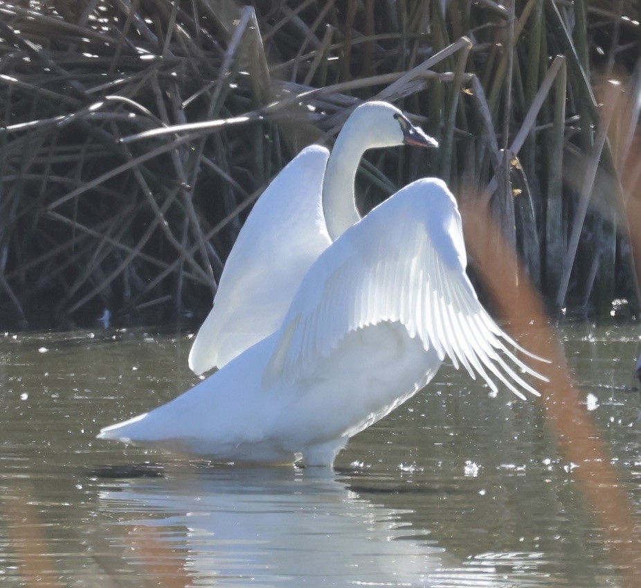 Tundra Swan - ML646056577