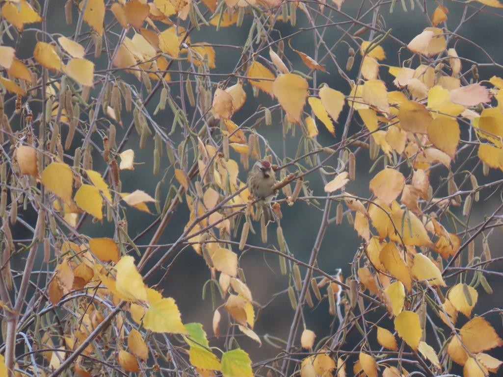 Sizerin flammé (cabaret) - ML646056583