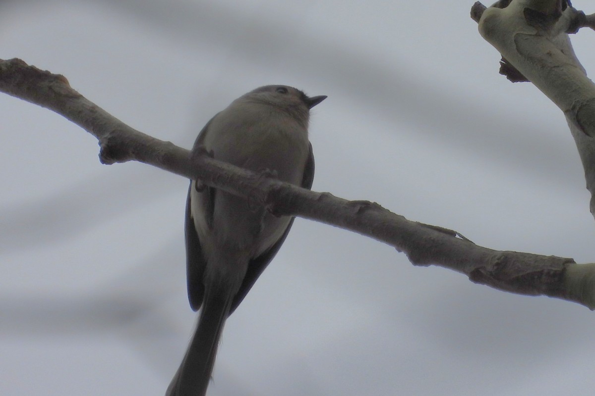 Tufted Titmouse - ML646056586