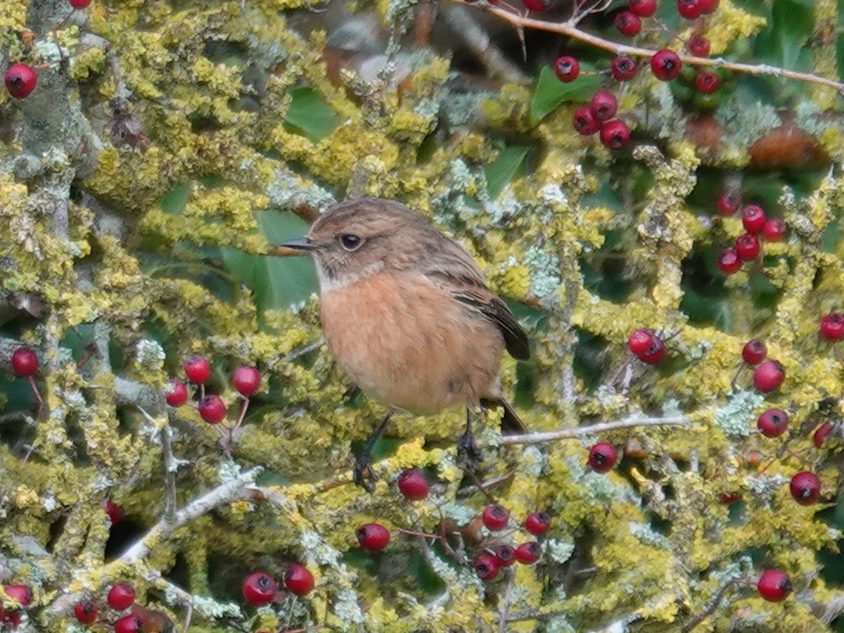 European Stonechat - ML646056587
