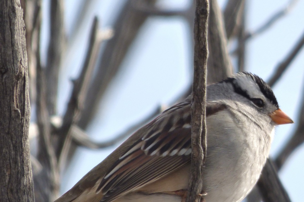 White-crowned Sparrow - ML646056591