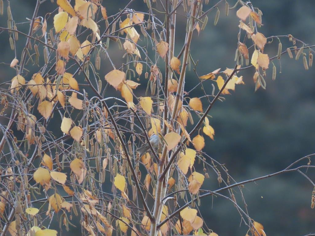 Sizerin flammé (cabaret) - ML646056594