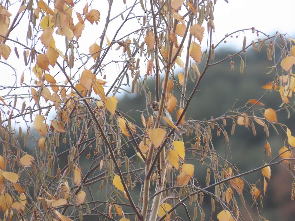 Sizerin flammé (cabaret) - ML646056600