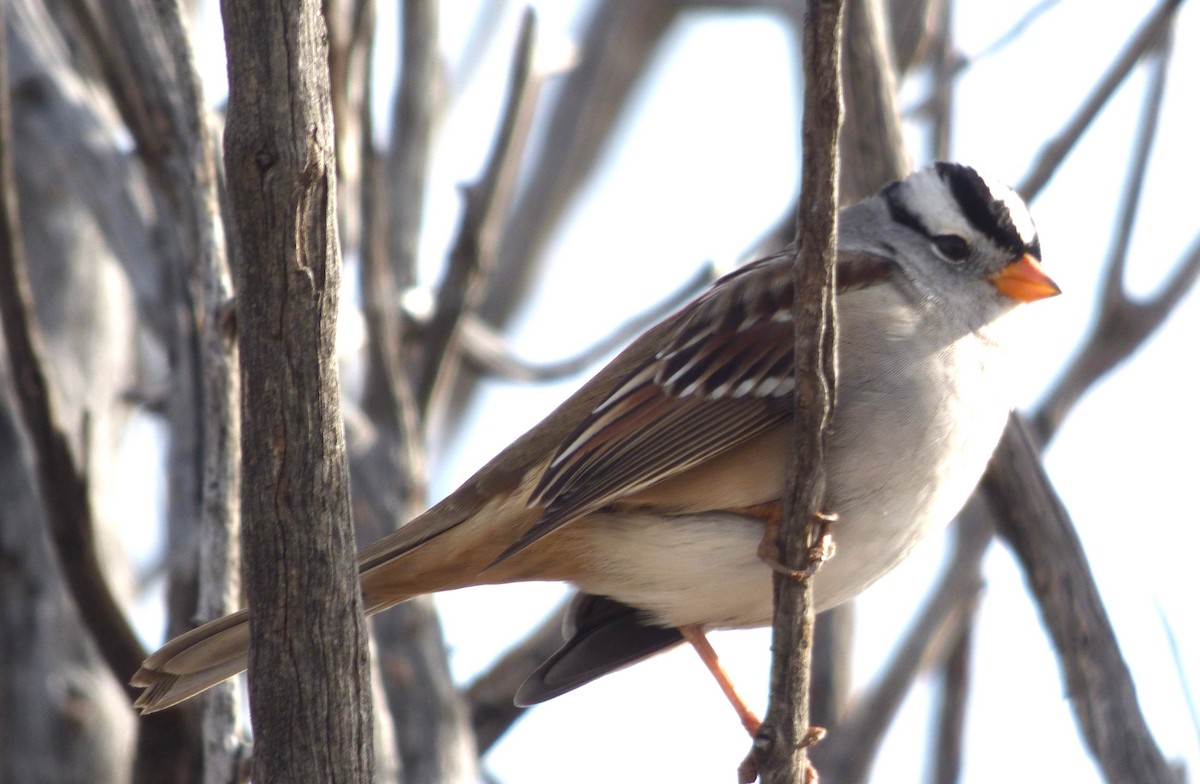 White-crowned Sparrow - ML646056606