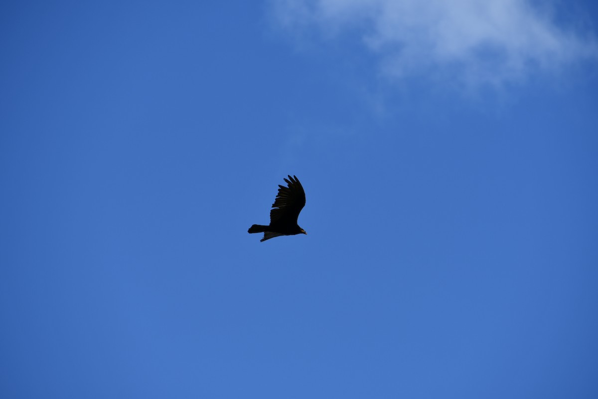 Lesser Yellow-headed Vulture - ML646056607