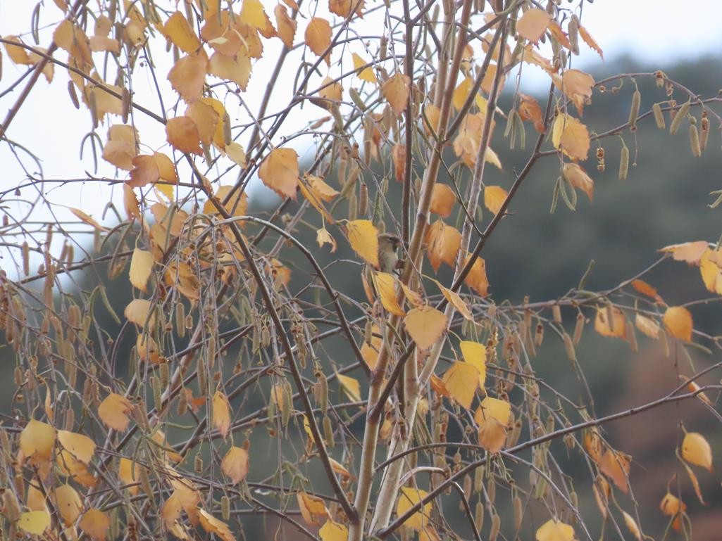 Sizerin flammé (cabaret) - ML646056608