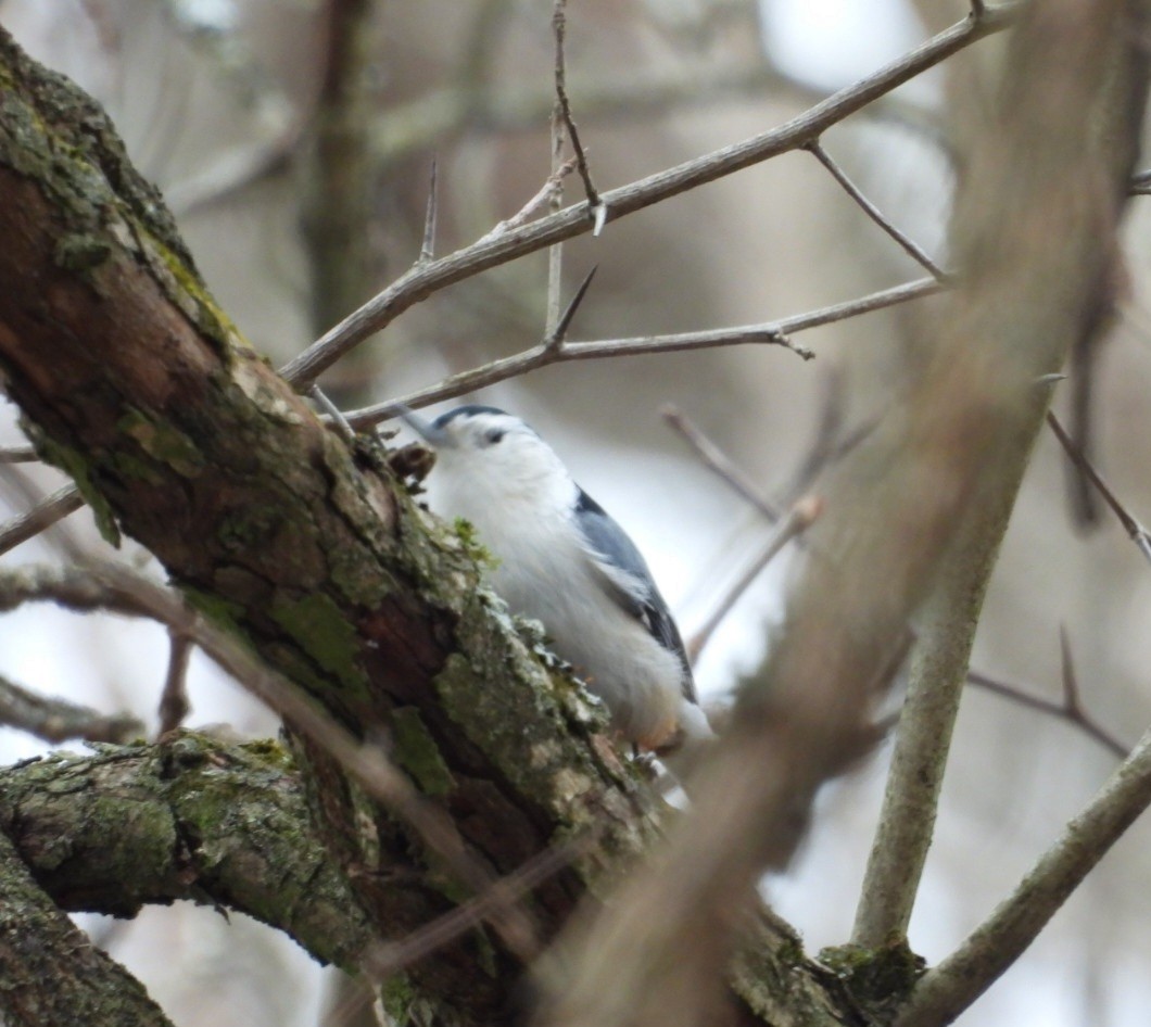 White-breasted Nuthatch - ML646056609
