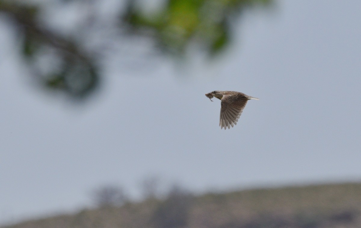 Chihuahuan Meadowlark - ML646056620