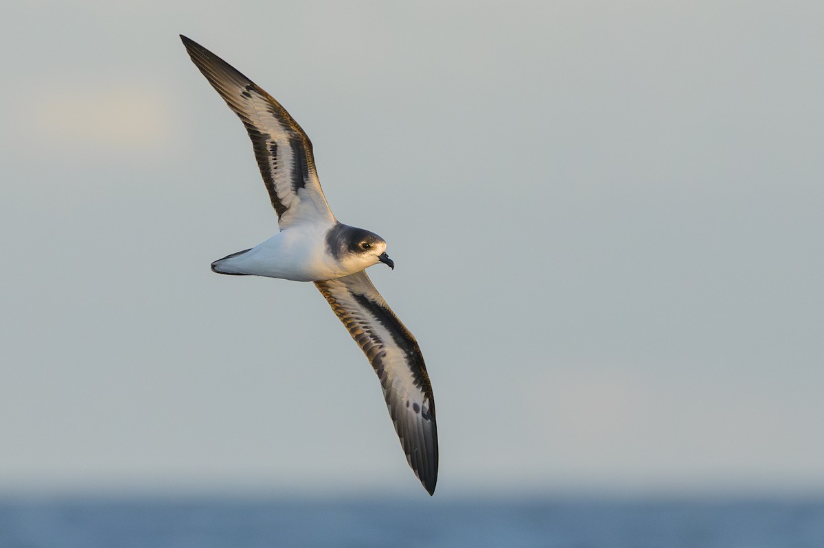 Bermuda Petrel - ML646056637
