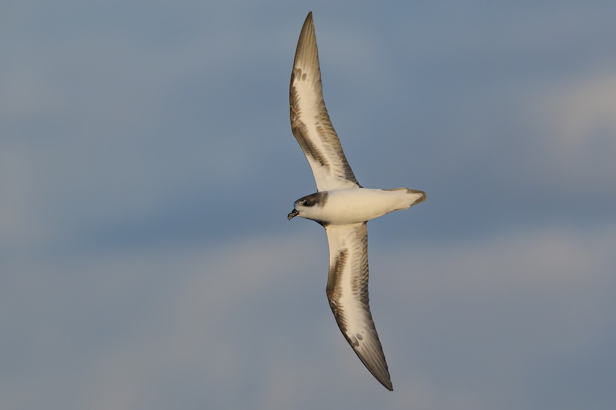 Bermuda Petrel - ML646056639