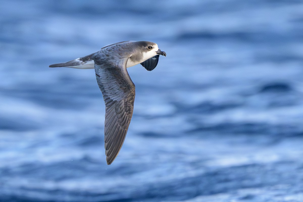 Bermuda Petrel - ML646056641