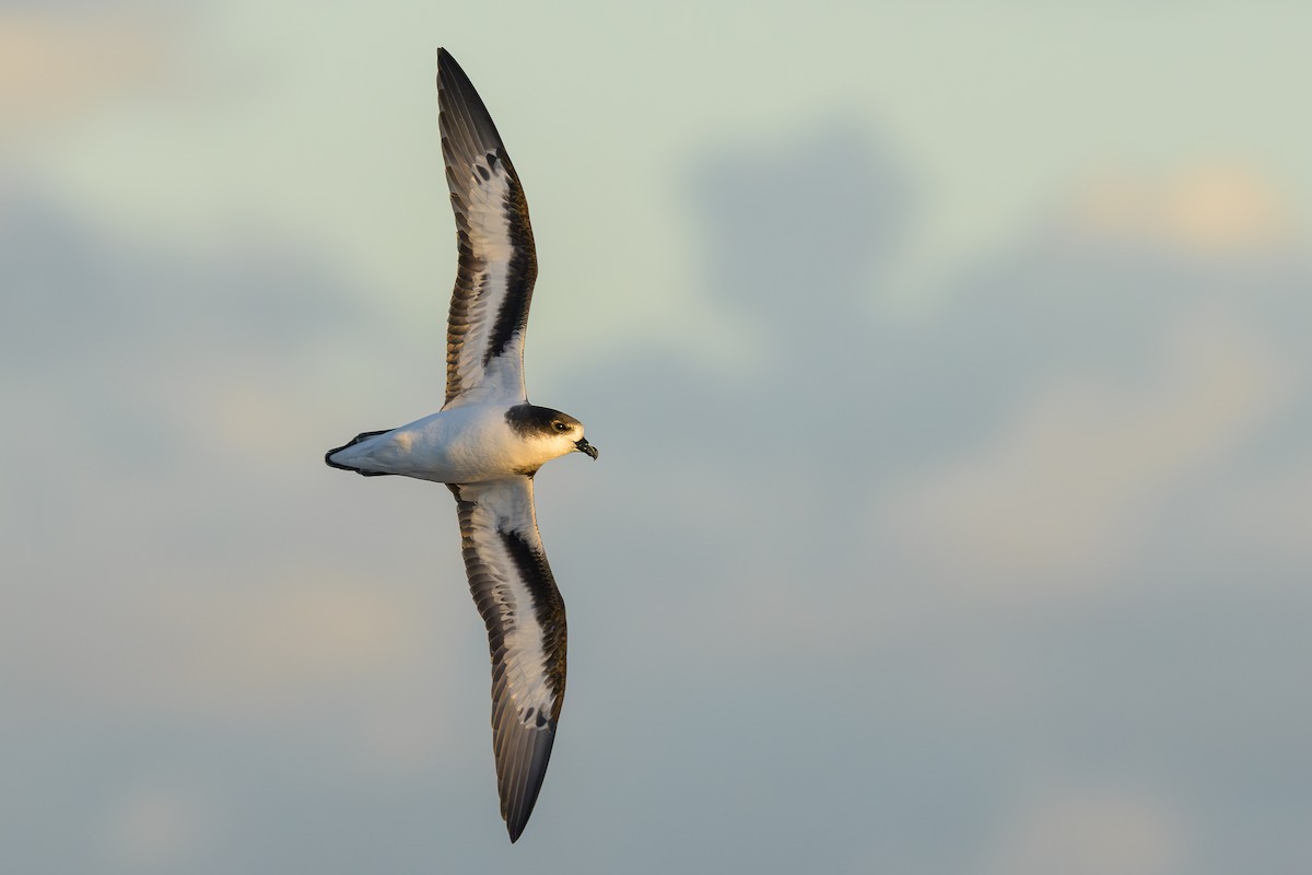 Bermuda Petrel - ML646056643
