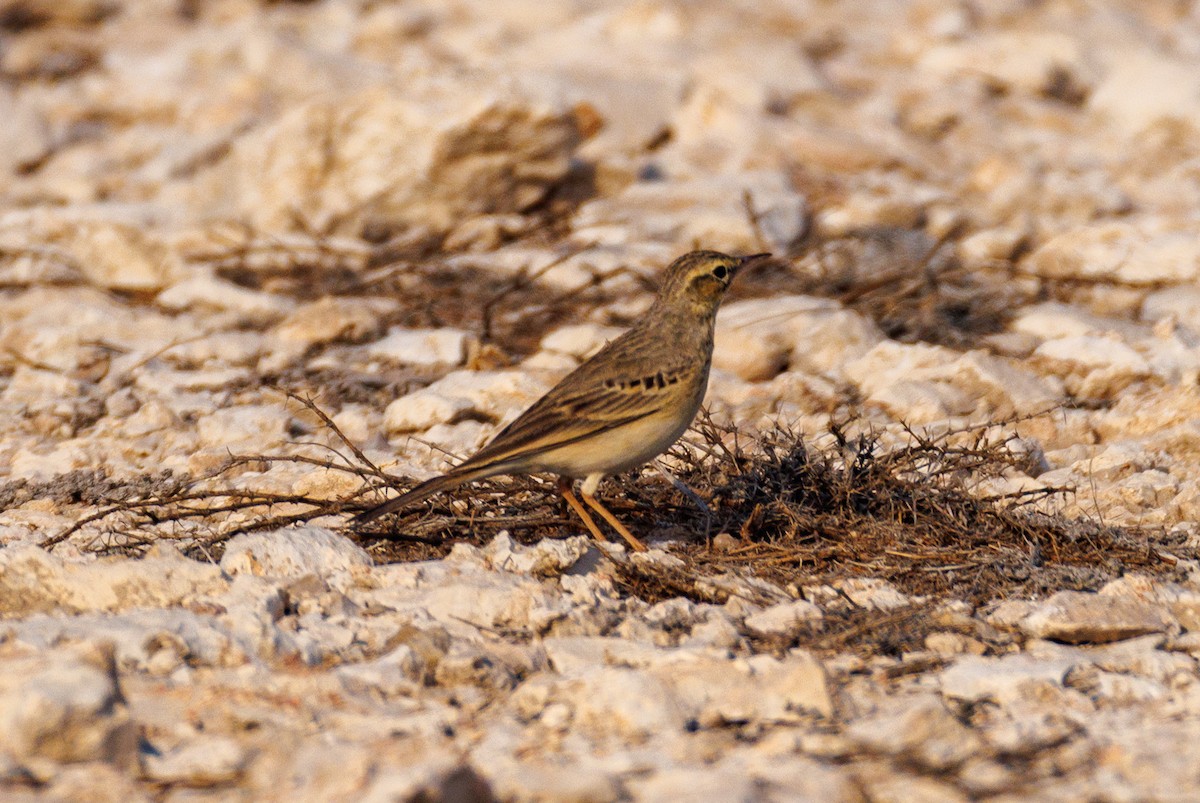 Tawny Pipit - ML646056645