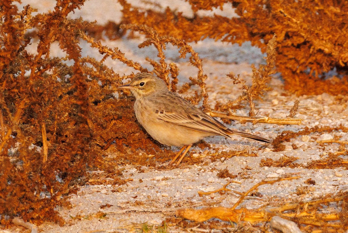 Tawny Pipit - ML646056646