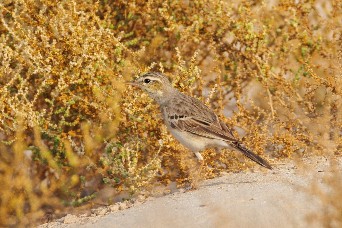 Tawny Pipit - ML646056647